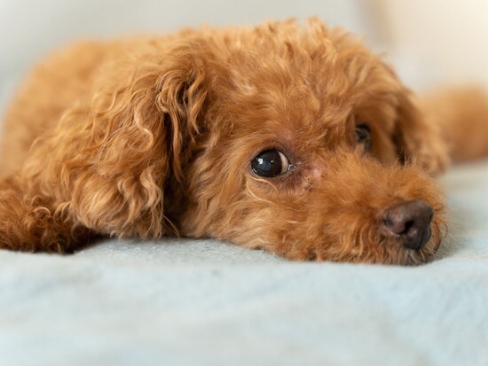 「犬系」もいろいろ？