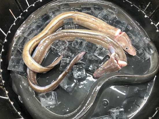  【食べ比べ実験】蒲焼にした「うなぎ」と「穴子」、味に違いはあるか？