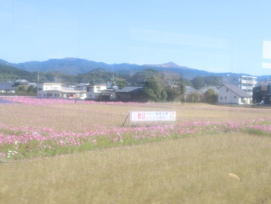 コスモス畑