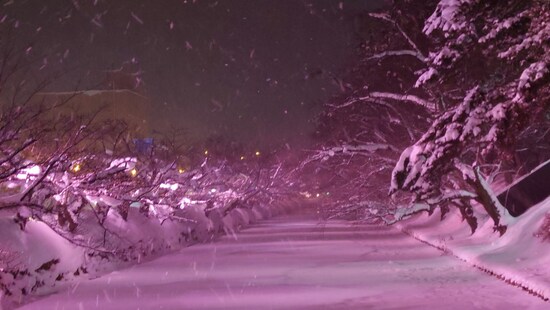 冬に咲くさくらライトアップ（1）