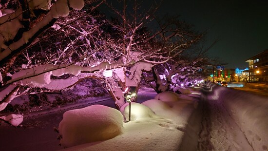 冬に咲くさくらライトアップ（2）