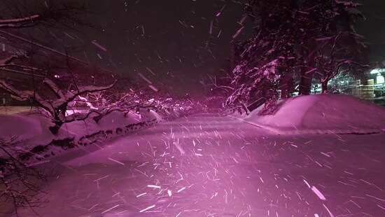 冬に咲くさくらライトアップ（3）