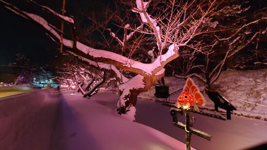 冬に咲くさくらライトアップ（4）／金魚ねぷたと共に