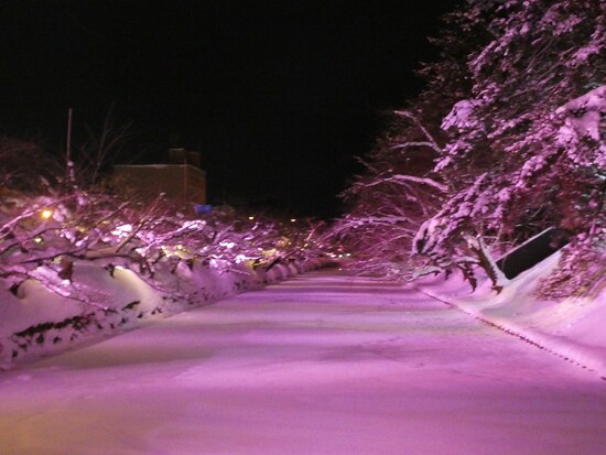 冬に咲くさくらライトアップ（6）／追手門口からの眺め