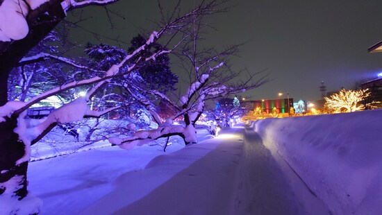 冬に咲くさくらライトアップ（10）／さくら色以外のライトアップ