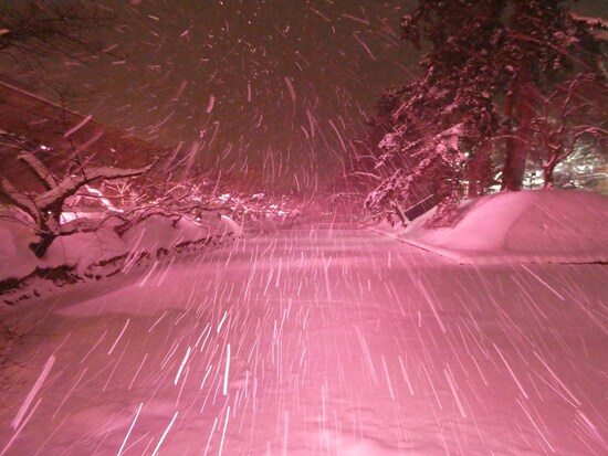 冬に咲くさくらライトアップ（14）