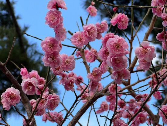 あまり光が当たっていない状態で撮った梅の花