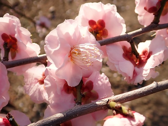 「主役」の花を決めて撮影した例