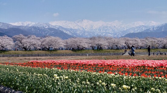 あさひ舟川「春の四重奏」（1）