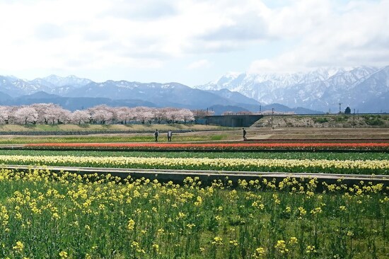 あさひ舟川「春の四重奏」（4）
