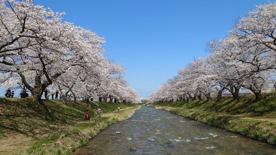あさひ舟川「春の四重奏」（7）／舟川べり桜並木