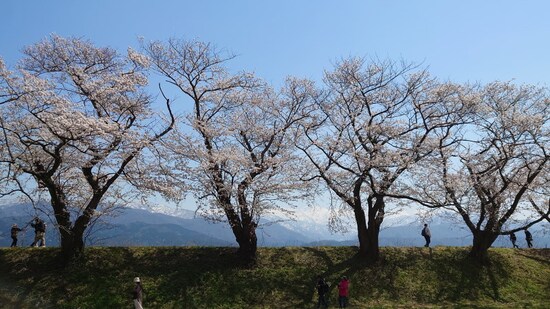 あさひ舟川「春の四重奏」（9）／舟川べり桜並木