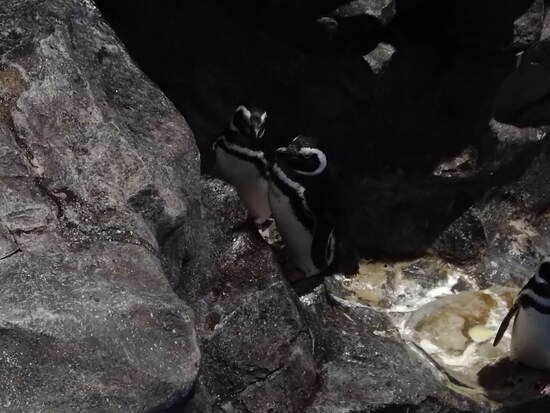 ペンギンの写真