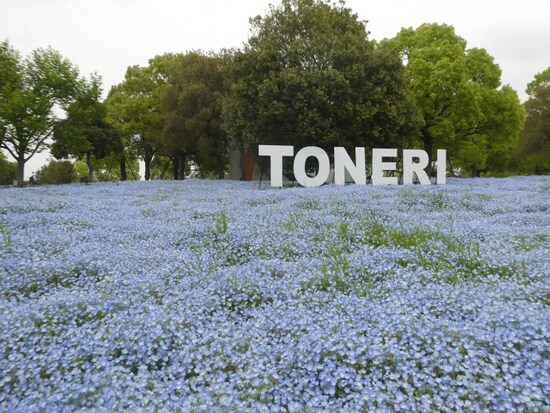 ネモフィラの花畑の中に現れた「TONERI」の文字看板（2024年4月18日撮影）