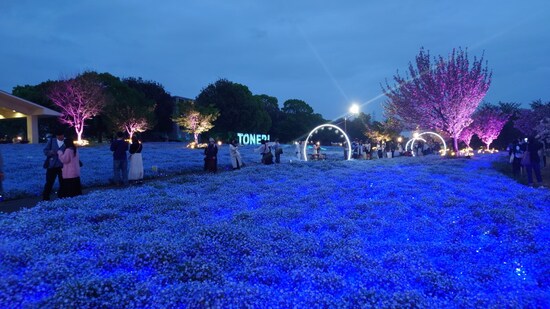 青色の光を交えてネモフィラの花畑をよりカラフルに見せる舎人公園のライトアップ（2024年4月18日撮影）