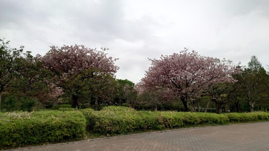 舎人公園には約1000本の桜の木が植えられていて、訪れる人を楽しませてくれます（2024年4月18日撮影）