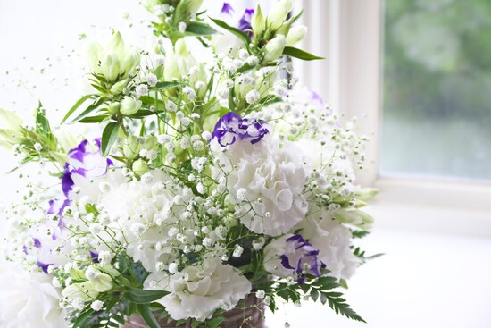 白いカーネーションは、供花に用いられることも多い