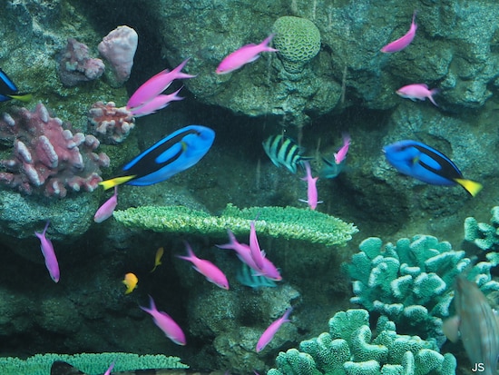 水族館の生き物