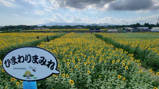 座間のひまわり（7）