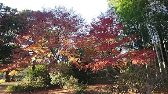 六義園の紅葉（1）