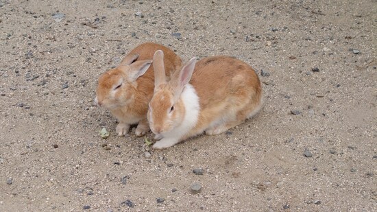 大久野島・野ウサギたち
