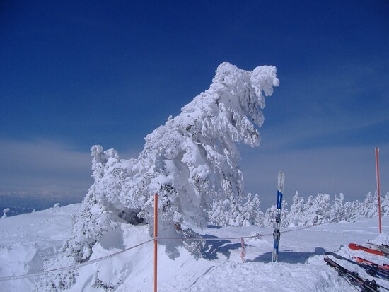 蔵王の樹氷（3）