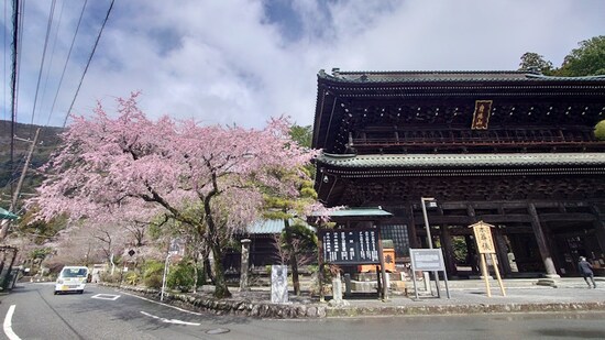 身延山久遠寺の桜（1）