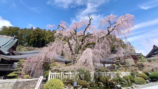 身延山久遠寺のしだれ桜（4）