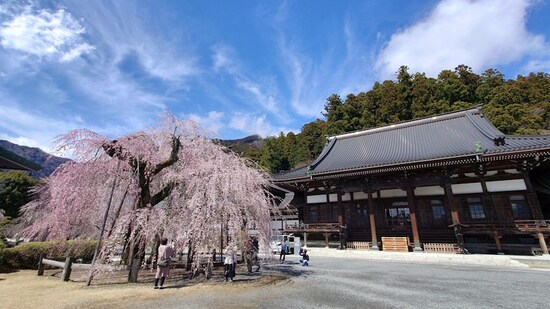 身延山久遠寺のしだれ桜（6）