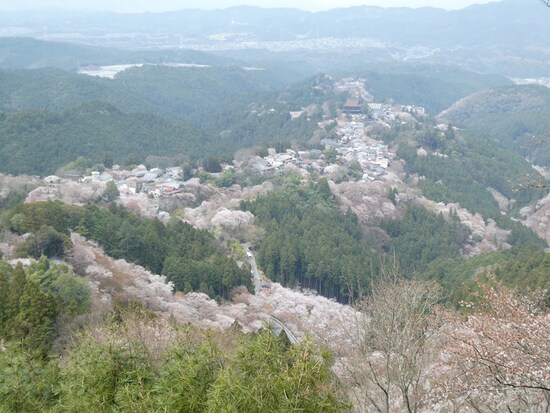 上千本・花矢倉展望台からの桜の眺め（2）