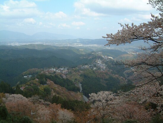 上千本・花矢倉展望台からの桜の眺め（4）