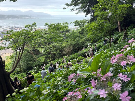 長谷寺の「アジサイ路」。山の斜面に咲くアジサイ