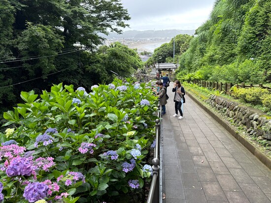 成就院参道のアジサイ