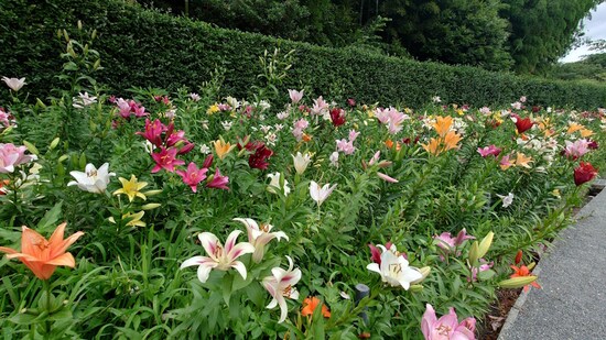 可睡ゆりの園（3）／通路の脇に咲くカラフルなゆりの花たち