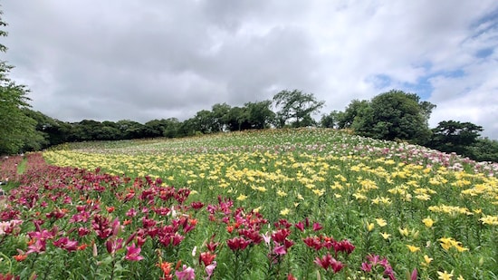 可睡ゆりの園（11）／五色のゆりの花畑
