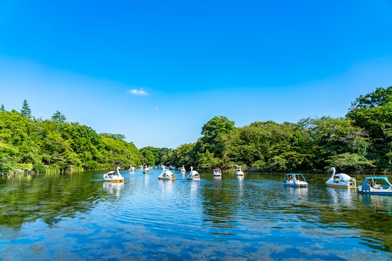 吉祥寺 井の頭恩賜公園の画像