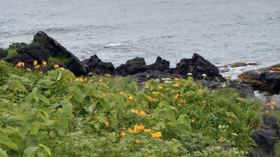 エゾキスゲの群落