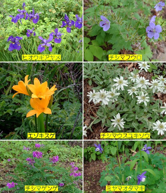 利尻島で出会えた珍しい花々