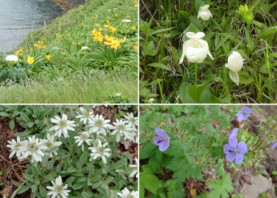 利尻島・礼文島で見られる高山植物などの珍しい花々