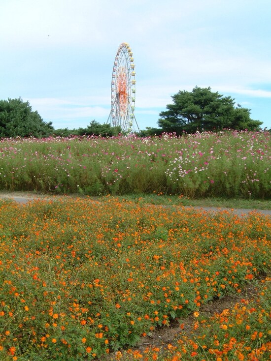 ひたち海浜公園のコスモス（2）
