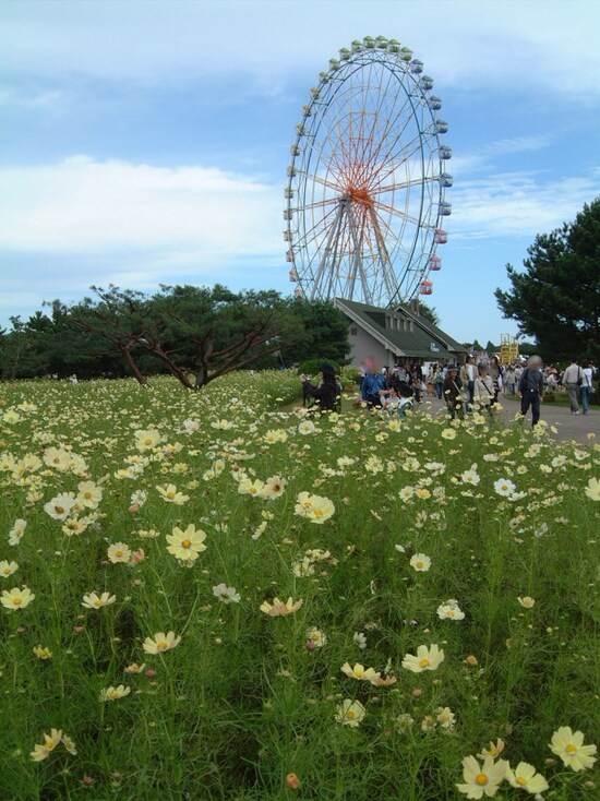 ひたち海浜公園のコスモス（3）