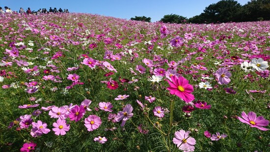 ひたち海浜公園のコスモス（4）