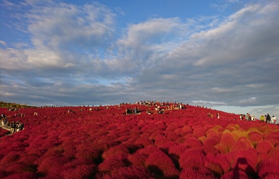 ひたち海浜公園のコキア（1）