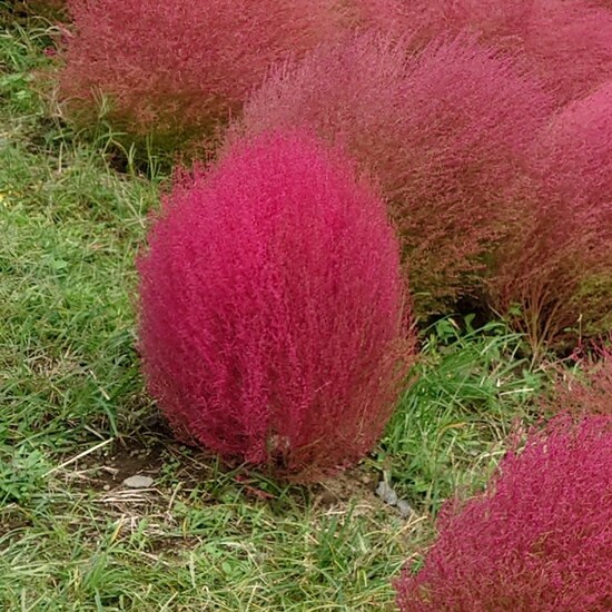 ひたち海浜公園のコキア（2）