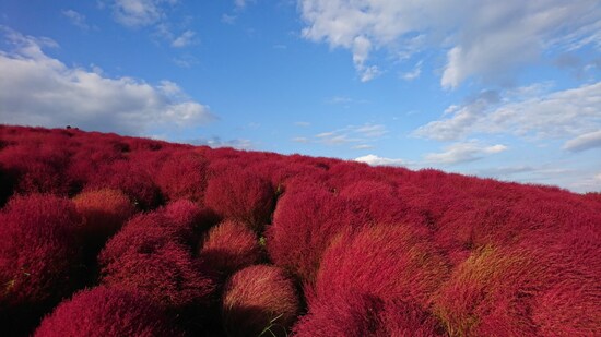 ひたち海浜公園のコキア（5）