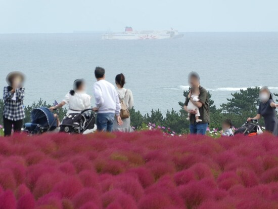 ひたち海浜公園のコキア（6）