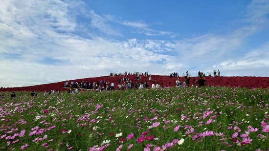ひたち海浜公園のコキアとコスモス（1）
