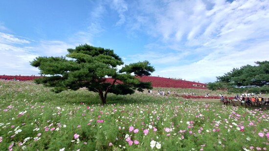ひたち海浜公園のコキアとコスモス（2）