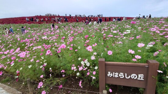 ひたち海浜公園のコキアとコスモス（3）