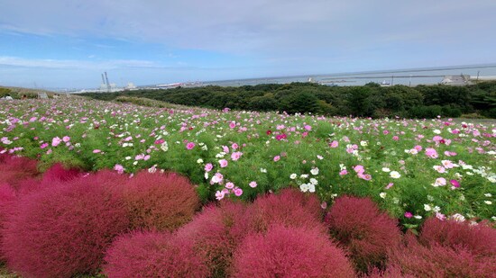 ひたち海浜公園のコキアとコスモス（4）